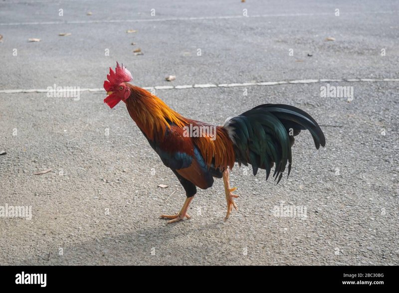 Chicken road demo - Descoperă Secretele Jocului de Noroc Chicken Road în România